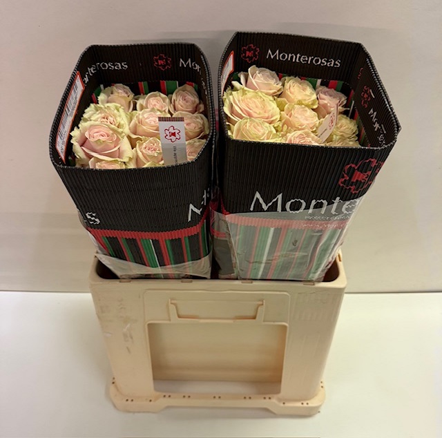 Rosa ec pink mondial MR.jpg